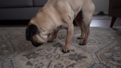 Pug-sniffing-in-living-room-on-carpet