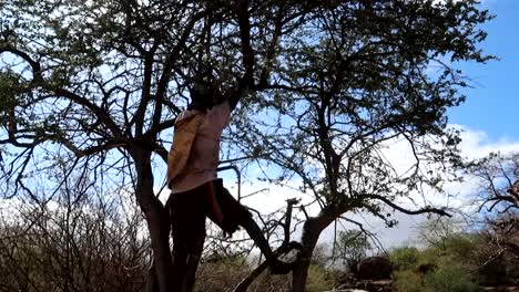 Unrecognizable-Hadzabe-tribe-kid-climb-tree-to-catch-his-prey,-Tanzania