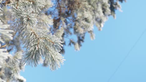 Conifer-tree-covered-with-snow-on-a-cold-winter-frosty-day,-clear-sky,-low-angle