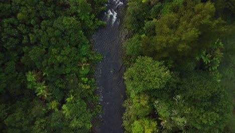 Arroyo-En-El-Bosque-Nativo-De-Nueva-Zelanda-4k-Drone-Shot