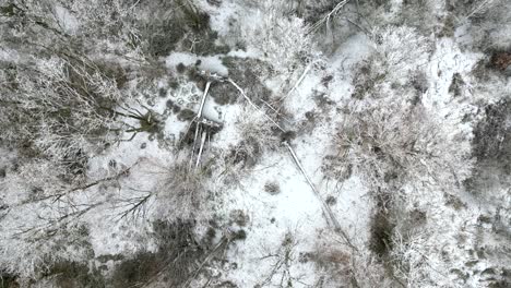 Aerial-top-down-drone-footage-of-fallen-trees,-due-to-storm,-covered-in-snow