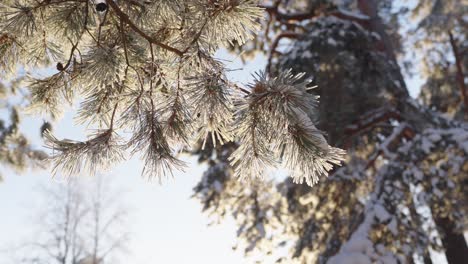 Amazing-close-up-shot-of-pine-needles-covered-with-snow-on-a-sunny-winter-day