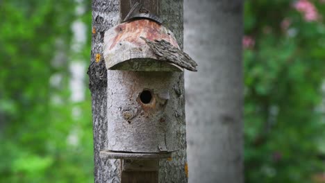 Ein-Paar-Trauerschnäppervögel,-Die-An-Einem-Sommertag-Jungtiere-In-Einem-Vogelhaus-Füttern