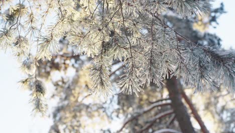 Low-angle-shot-of-snow-covered-pine-tree-branch-under-the-morning-scenic-solar-light
