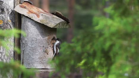Male-Pied-Flycatcher-bird-feeding-hatchling-in-a-birdhouse-on-a-summer-day
