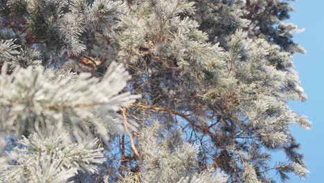 Vertical-footage-of-pine-tree-covered-with-snow-in-winter-sunny-day