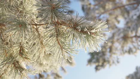 Low-angle-close-up-of-spruce-branch-covered-in-snow-on-a-sunny-winter-morning