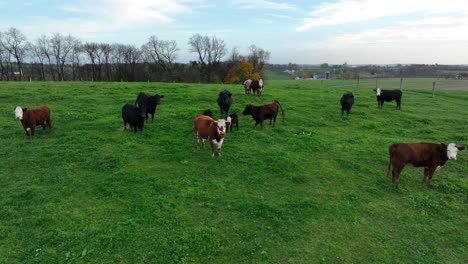 Beef-cattle-in-meadow