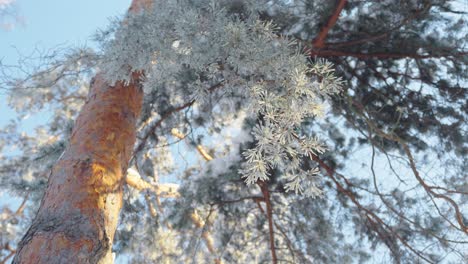 Low-angle-close-up-of-pine-tree-trunk-with-frozen-needles,-sunny-morning