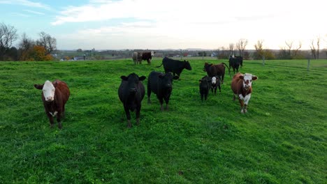 Beef-cattle-in-green-meadow-pasture