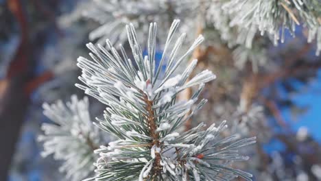 Macro-detail-close-up-of-frosty-frozen-conifer-spruce-branch,-circle-pan,-day