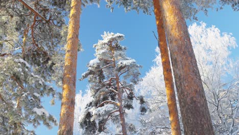 Erstaunliche-Winterlandschaft,-Hoher-Nadelbaum-Mit-Schnee-Bedeckt,-Sonniger-Tag