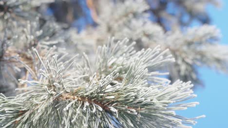 Close-up-of-snow-covered-spruce-branch-against-blue-clear-sky,-tilt-up,-day