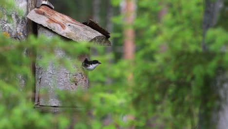 Pied-Flycatcher-birds-feeding-hatchlings-and-perching-on-the-roof-of-a-birdhouse-on-a-summer-day