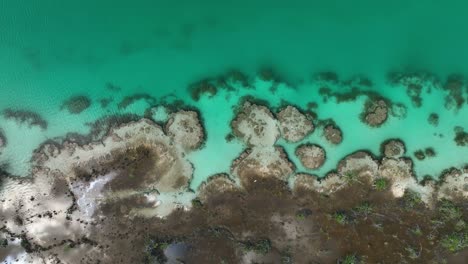 Aerial-view-above-stromatolites-in-turquoise-water,-at-the-Laguna-Bacalar-in-Mexico---cenital,-drone-shot