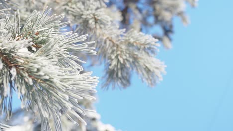 Christmas-tree-covered-with-snow,-frosty-needles-against-clear-blue-sky