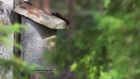 Pied-Flycatcher-birds-feeding-hatchling-in-a-birdhouse-on-a-summer-day