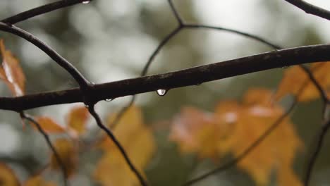 Wassertropfen,-Die-Während-Der-Herbstsaison-Im-Regen-Von-Einem-Baumzweig-Fallen