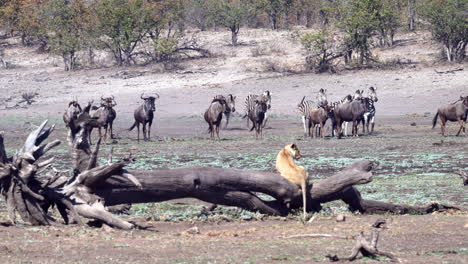 African-Lion-seeking-shelter-on-a-dead-tree,-for-herd-of-Wildebeests-and-Zebras