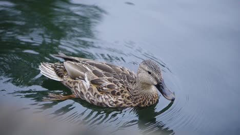 A-duck-swims-and-paddles-in-the-water-of-a-lake-near-a-dock