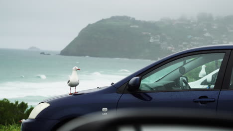 Seagulls-sitting-on-cars-near-coastline-of-New-Zealand