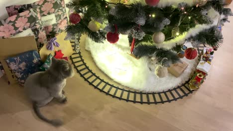 Süße-Graue-Katze,-Die-Die-Weihnachtsdekoration-Unter-Einem-Weihnachtsbaum-Betrachtet,-Ein-Wenig-Nervös-Und-Wedelt-Mit-Dem-Schwanz
