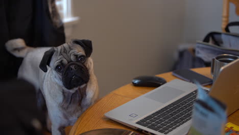 Pug-working-at-a-desk-at-a-dining-room-table