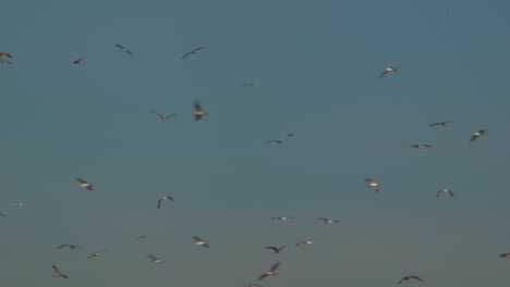 Hintergrund-Von-Möwen,-Die-Bei-Sonnenaufgang-Am-Blauen-Himmel-Herumfliegen,-Freiheitskonzept