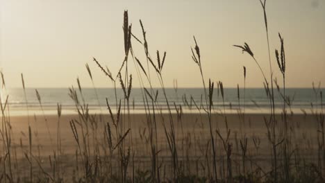 Wiegende-Pflanzen-An-Einem-Strand-Bei-Sonnenuntergang-Mit-Ruhigem-Wasser-Im-Hintergrund