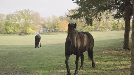 Beautiful-black-horse-directly-walking-towards-camera-in-slow-motion