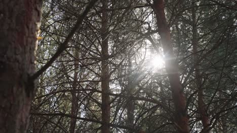 Reveal-shot-with-the-sun-hitting-the-camera-as-it-moves-around-a-tree-in-a-forest