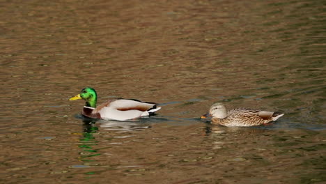 Male-and-female-ducks-swimming