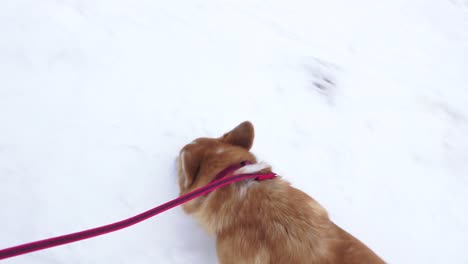 A-corgi-dog-walks-outside-in-winter