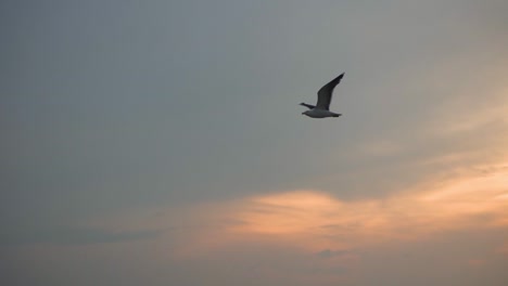 Seagull-flying-over-the-ocean-at-sunset-with-beautiful-clouds-in-the-background