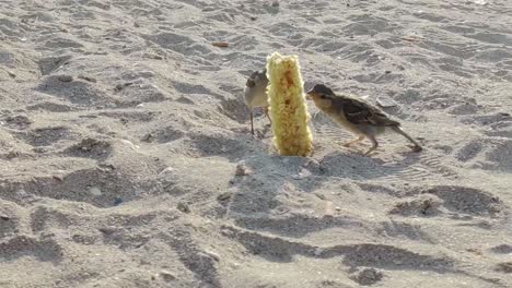 Sperlingsvögel-Am-Strand,-Die-Sich-Von-Im-Sand-Vergrabenen-Maiskolben-Ernähren