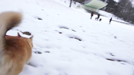 Un-Perro-Corgi-Camina-Afuera-En-Invierno