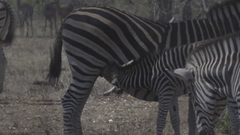 Plains-Zebra--female-with-calf-suckling