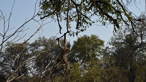 Chacma-Baboon-hanging-on-a-twig-to-lower-down