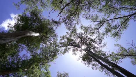 Low-angle,-slow-motion-view-of-trees-in-a-forest-at-noon