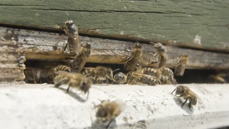 A-beautiful-shot-of-the-bees-in-the-hive