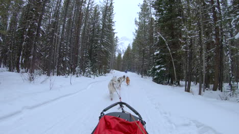 Dog-sled-traveling-through-snowy-winter-trees