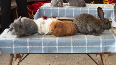Entzückende-Haustiere-Wie-Kaninchen-Und-Meerschweinchen-Auf-Einer-Pädagogischen-Gemeinschaftsfarm-Mit-Menschen-Im-Hintergrund