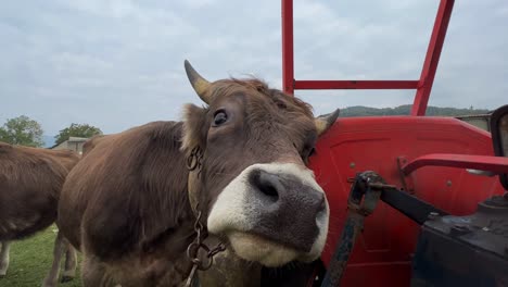 Funny-cow-with-cowbell-around-her-neck-scratches-herself-against-red-tractor