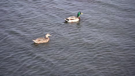 ducks-swimming-in-small-lake