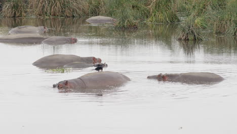 Un-Cormorán-Se-Seca-Mientras-Se-Balancea-Sobre-La-Espalda-De-Un-Hipopótamo,-A-Quien-No-Parece-Importarle,-Cráter-De-Ngorongoro,-Tanzania