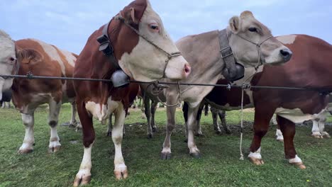 Hermosas-Vacas-Marrones-Atadas-Con-Cadenas-En-La-Feria-Ganadera