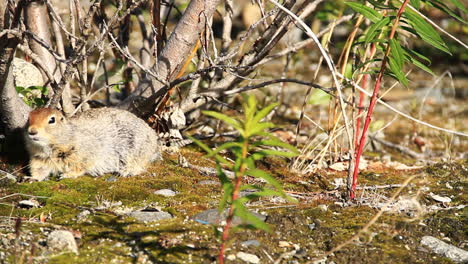 Ground-Squirrel-Looks-Around-for-Food