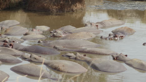 Hipopótamos-Haciendo-Lo-Que-Hacen-Los-Hipopótamos-Durante-Las-Horas-Calurosas-Del-Día,-Cráter-Ngorongoro,-Tanzania