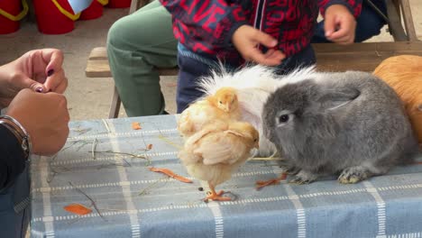 Pädagogischer-Gemeinschaftsbauernhof-Und-Kinder,-Die-Mit-Haustieren-Wie-Kaninchen,-Küken-Und-Meerschweinchen-Interagieren