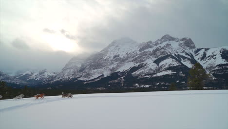 Dog-Sledding-in-the-winter-in-front-of-mountain-in-Alberta,-Canada